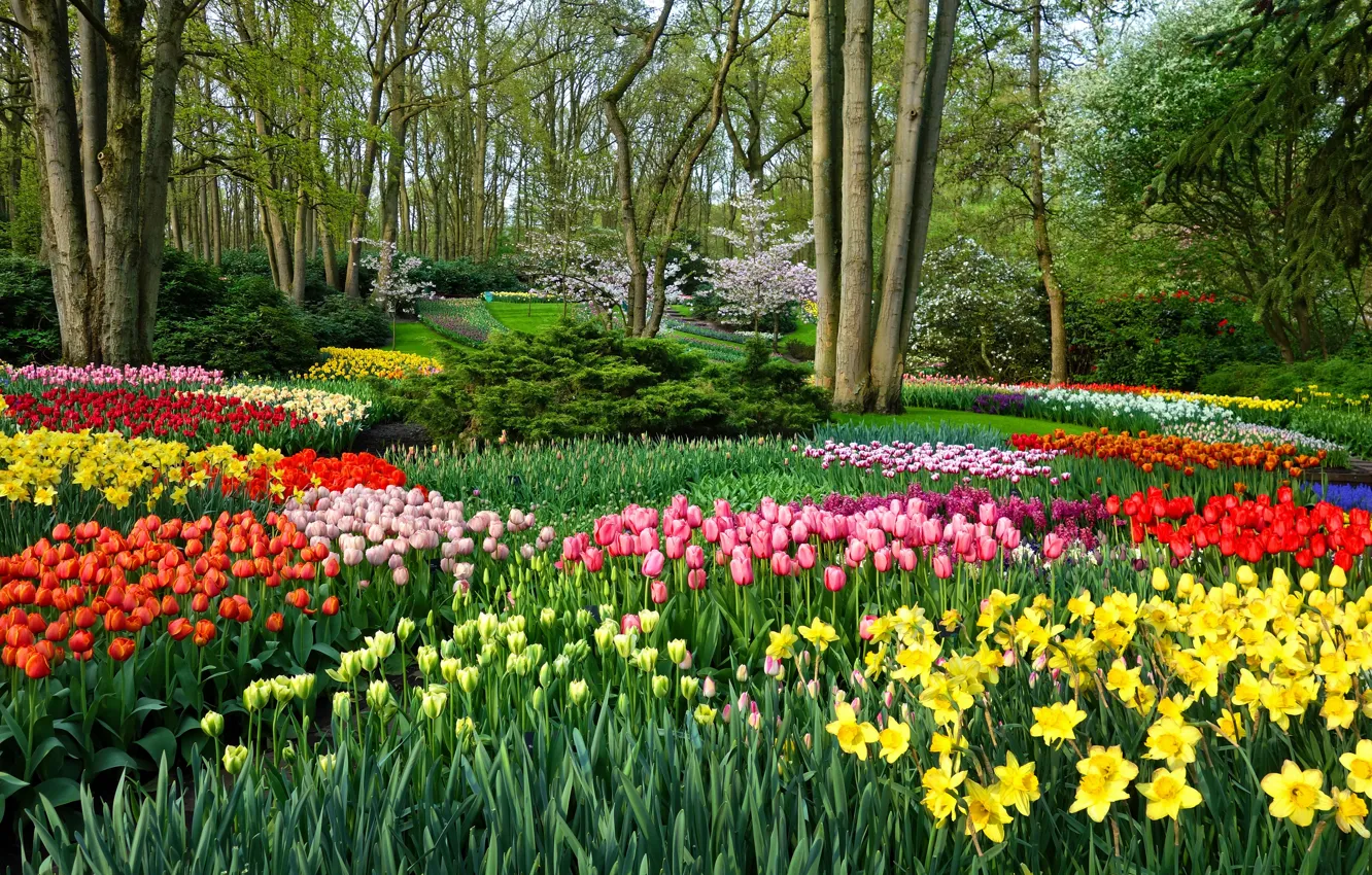 Photo wallpaper greens, leaves, trees, landscape, flowers, nature, Park, mood