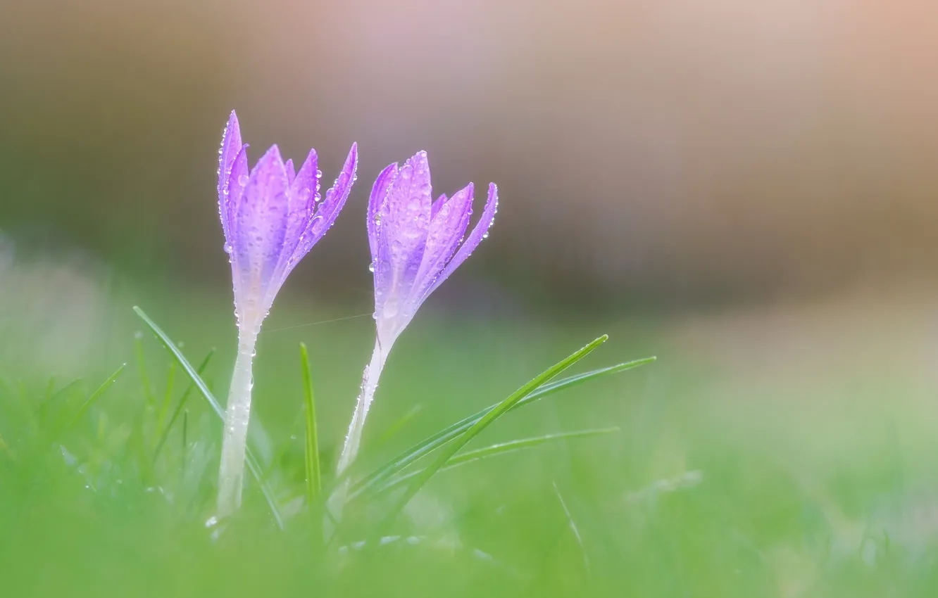 Photo wallpaper macro, flowers, spring, crocuses