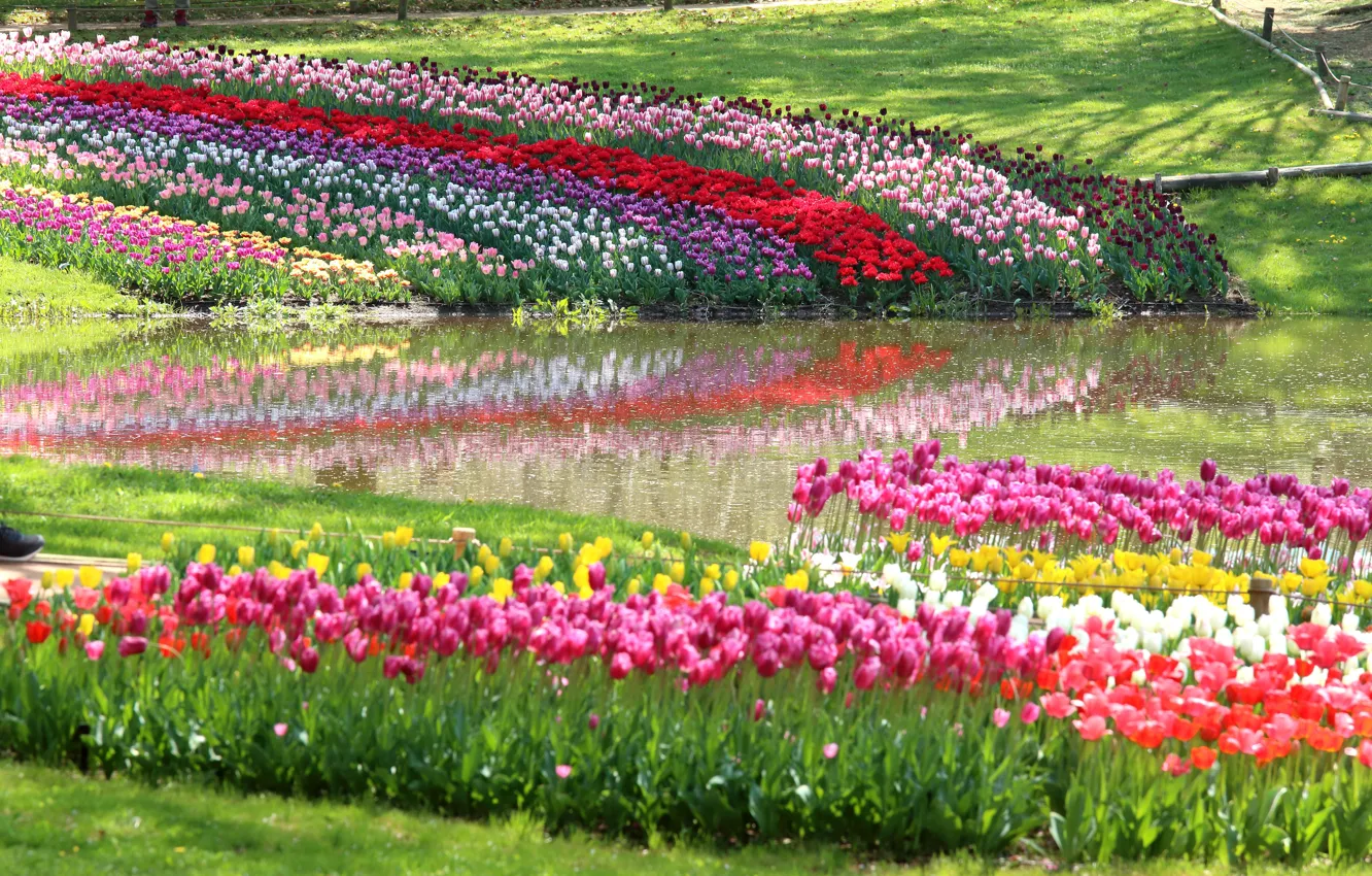 Photo wallpaper Park, tulips, flowerbed, pond