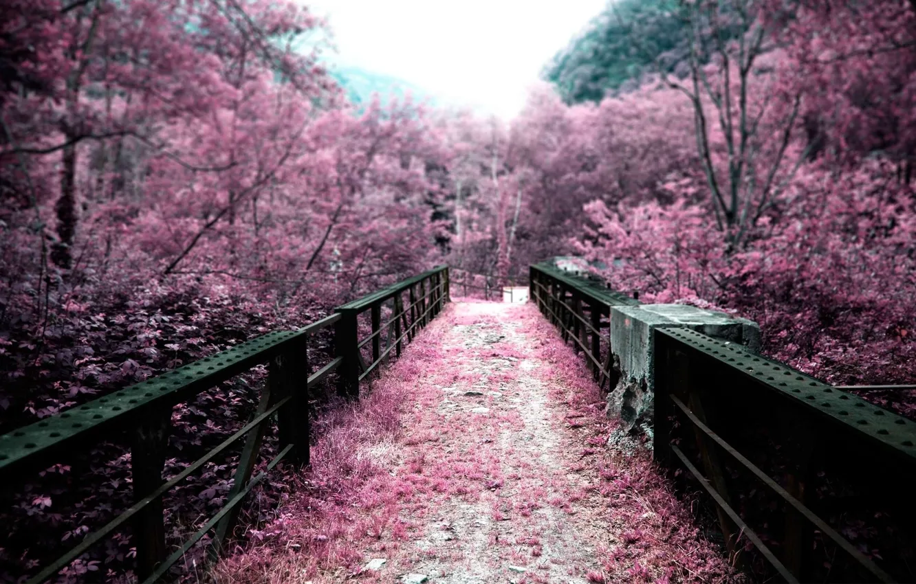 Photo wallpaper trees, bridge, nature, color, Japan, pink