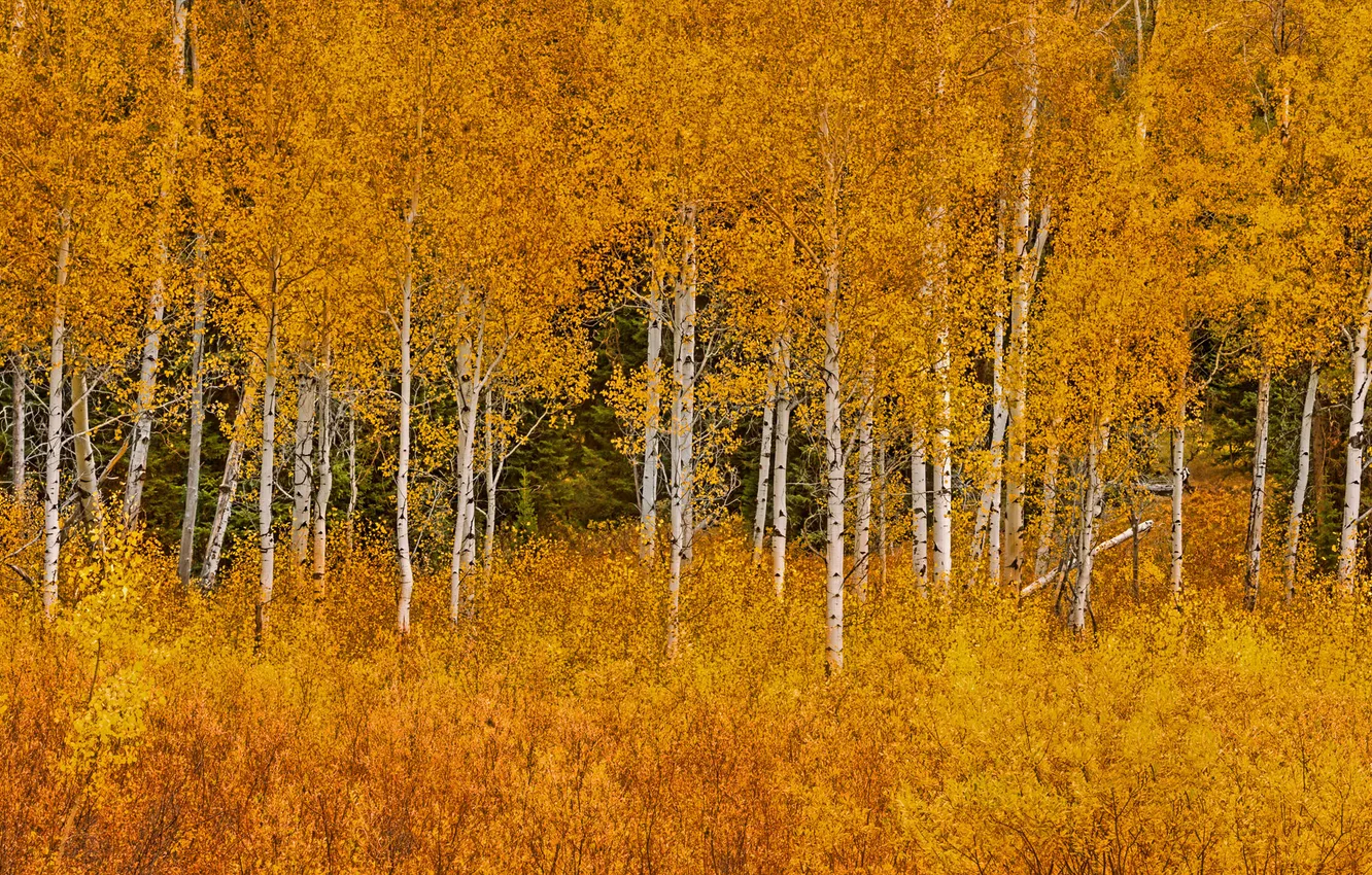 Photo wallpaper autumn, leaves, trees, Wyoming, USA, grove, Grand Teton National Park, aspen