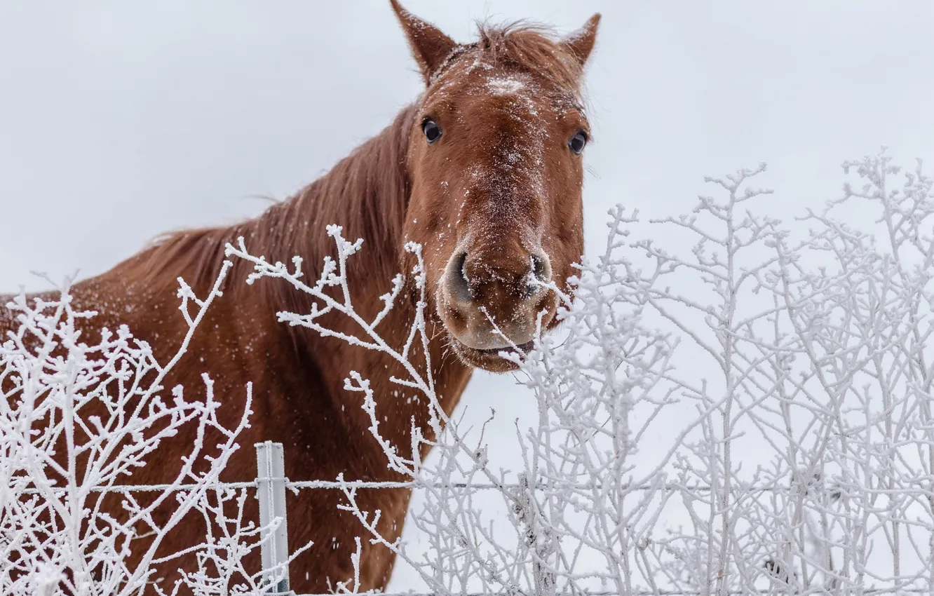 Photo wallpaper winter, nature, horse