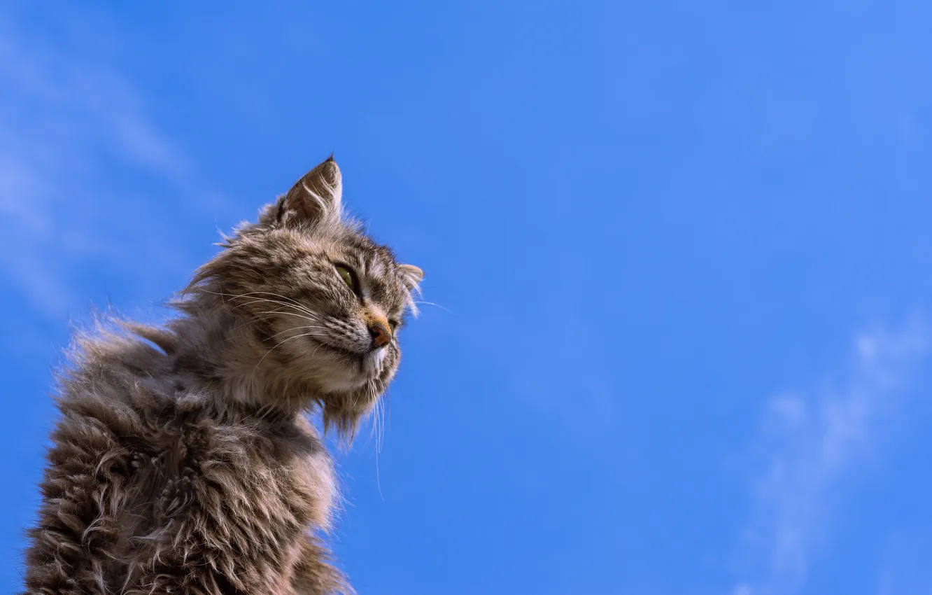 Photo wallpaper cat, background, Koshak, worn