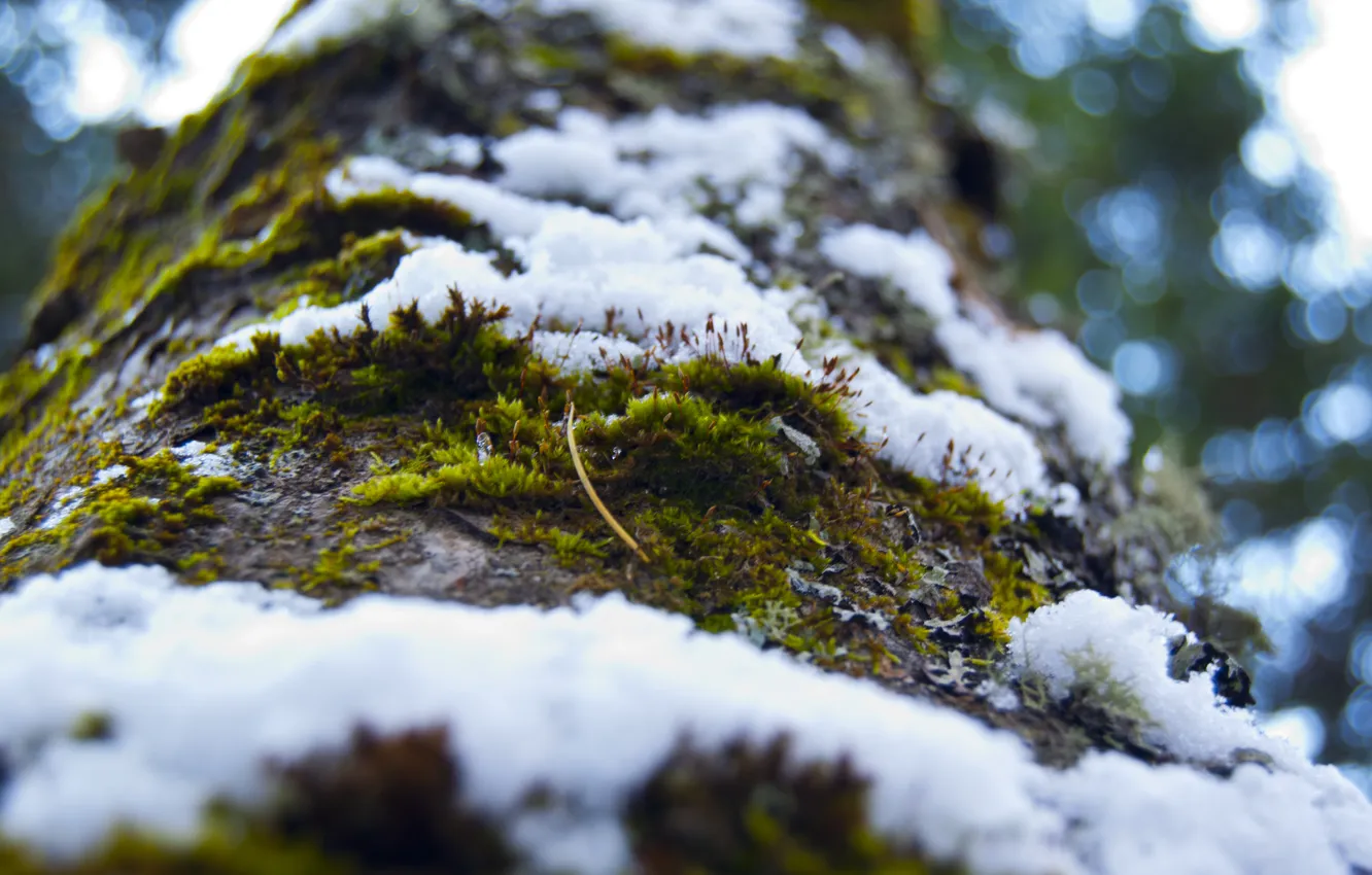 Photo wallpaper forest, snow, tree, Moss, bark, snowfall