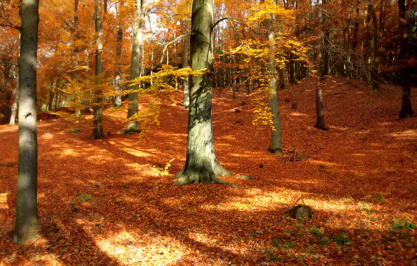 Photo wallpaper autumn, forest, leaves, trees, nature, Park, autumn Wallpaper