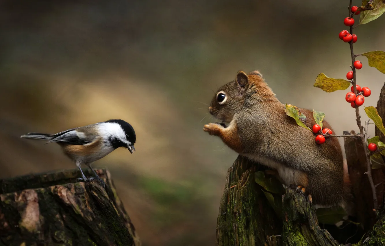 Photo wallpaper nature, berries, bird, stump, protein, tit
