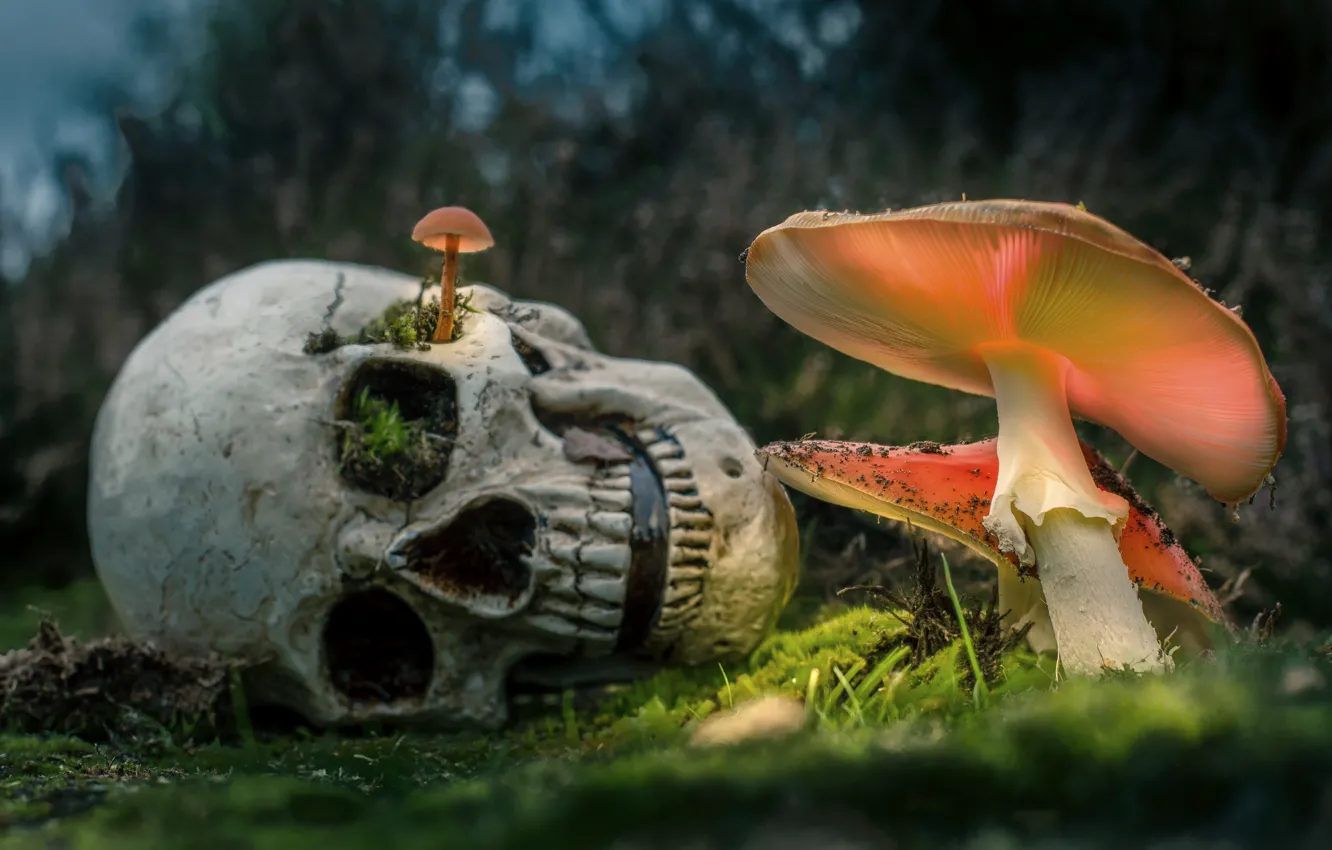 Photo wallpaper forest, nature, rendering, glade, mushrooms, skull, moss, mushroom