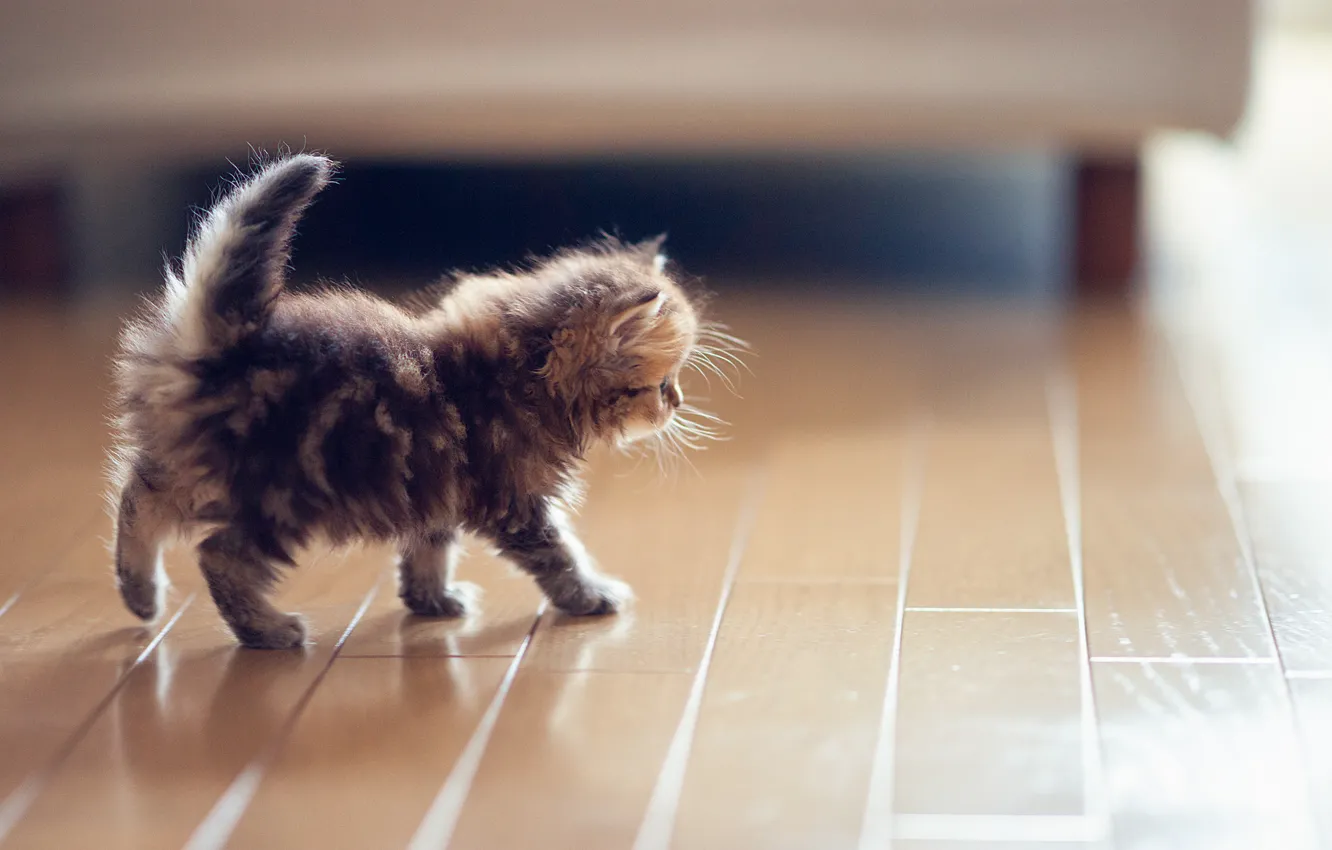 Photo wallpaper cat, kitty, flooring, floor, Daisy, Ben Torode, Benjamin Torode