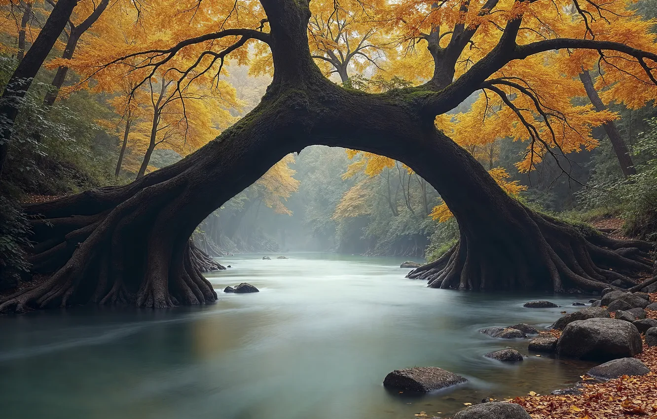 Photo wallpaper autumn, forest, light, trees, branches, fog, stones, shore