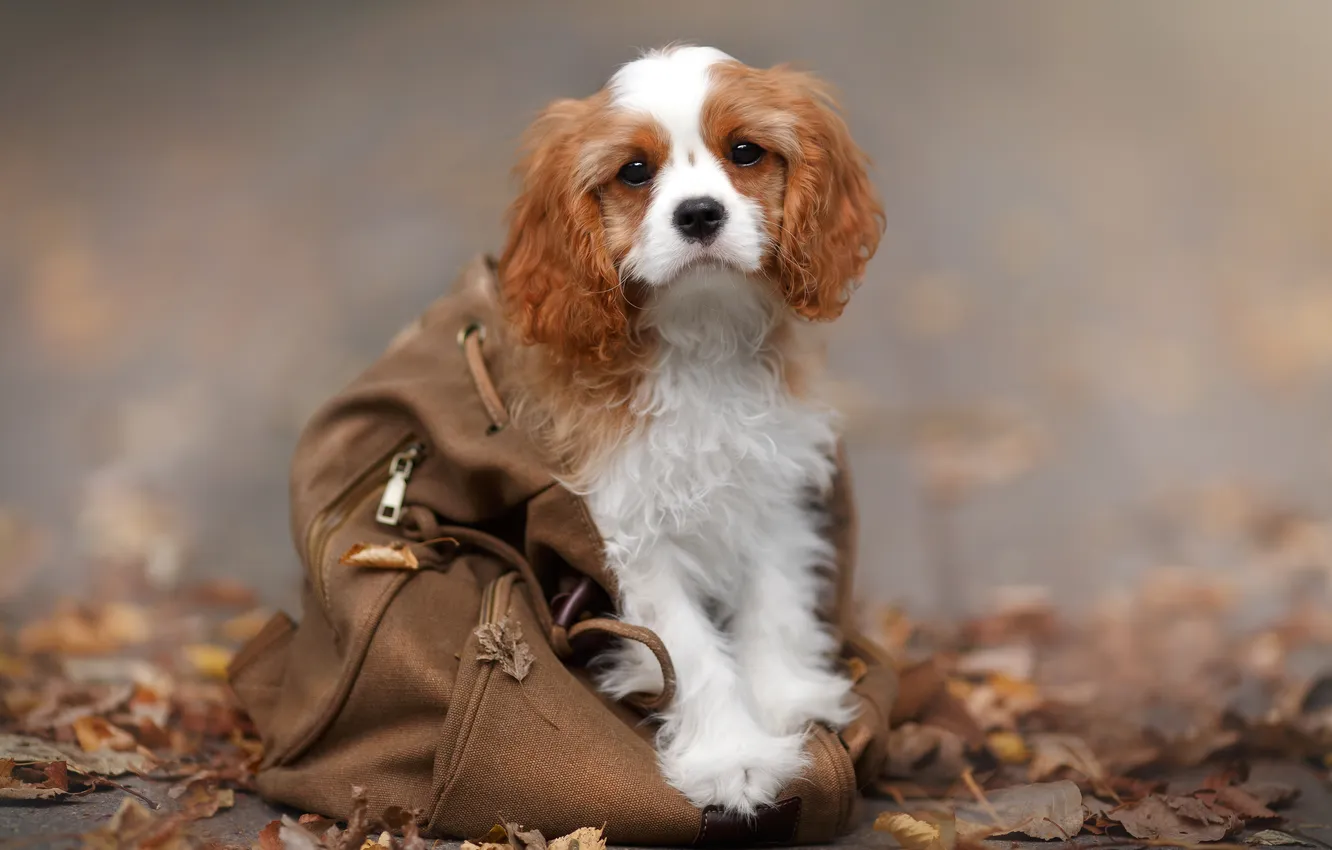 Photo wallpaper autumn, look, leaves, dog, backpack, Cavalier-king-Charles-Spaniel, Evgenia Kostuseva