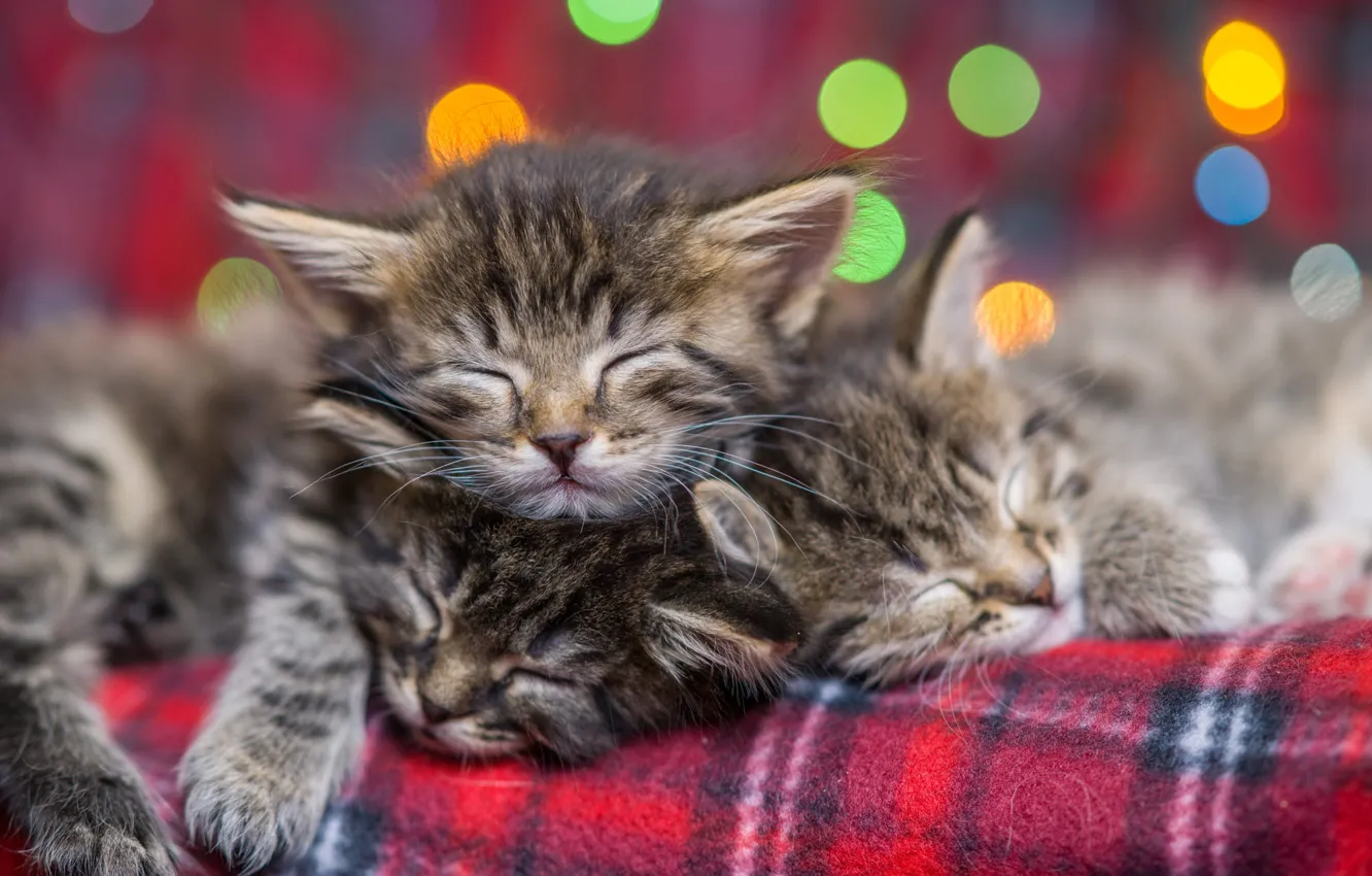 Photo wallpaper small, sleeping, kitty, bokeh, Eygenei Eg