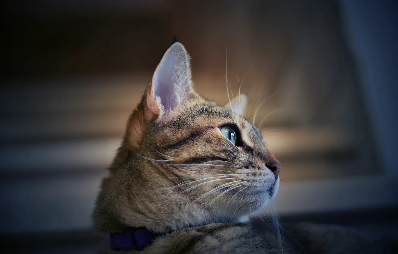 Photo wallpaper cat, eyes, face