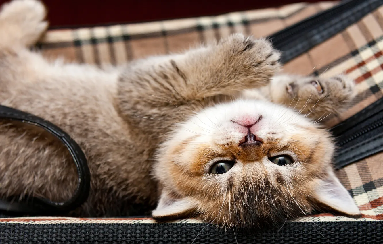 Photo wallpaper cat, look, pose, sweetheart, legs, baby, lies, kitty