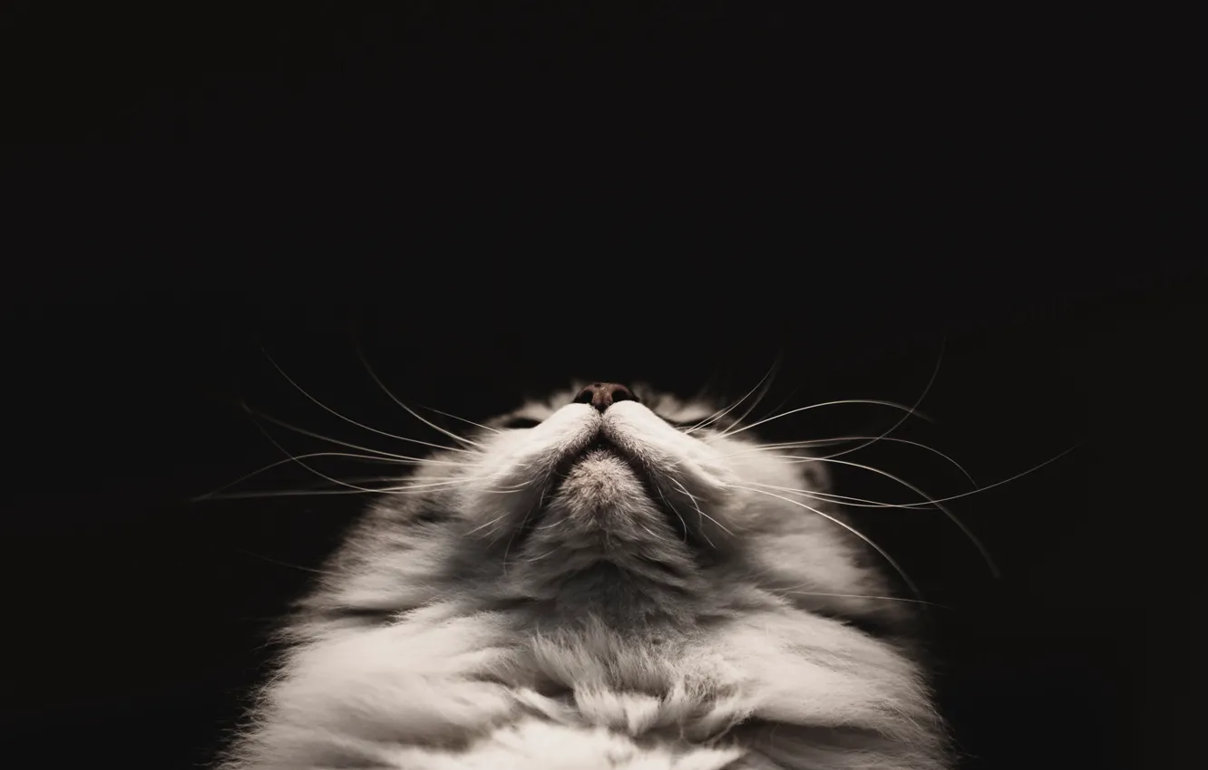 Photo wallpaper cat, mustache, background