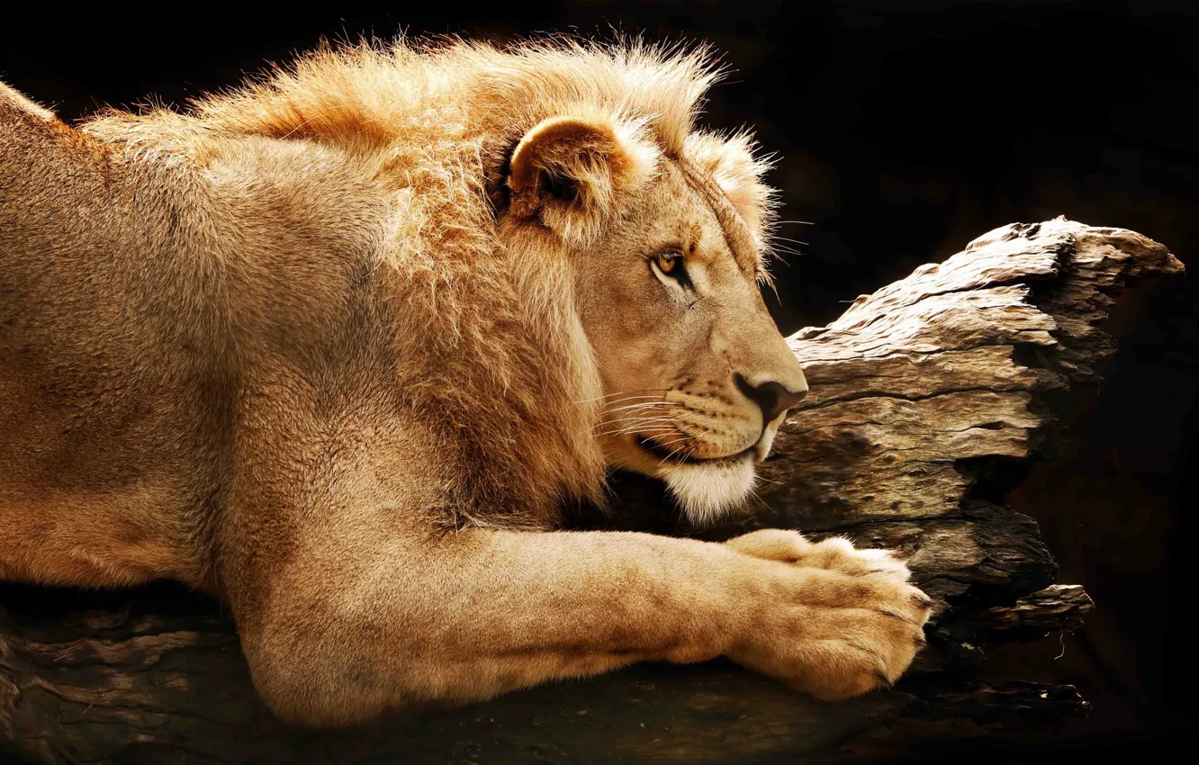 Photo wallpaper Leo, king, beast