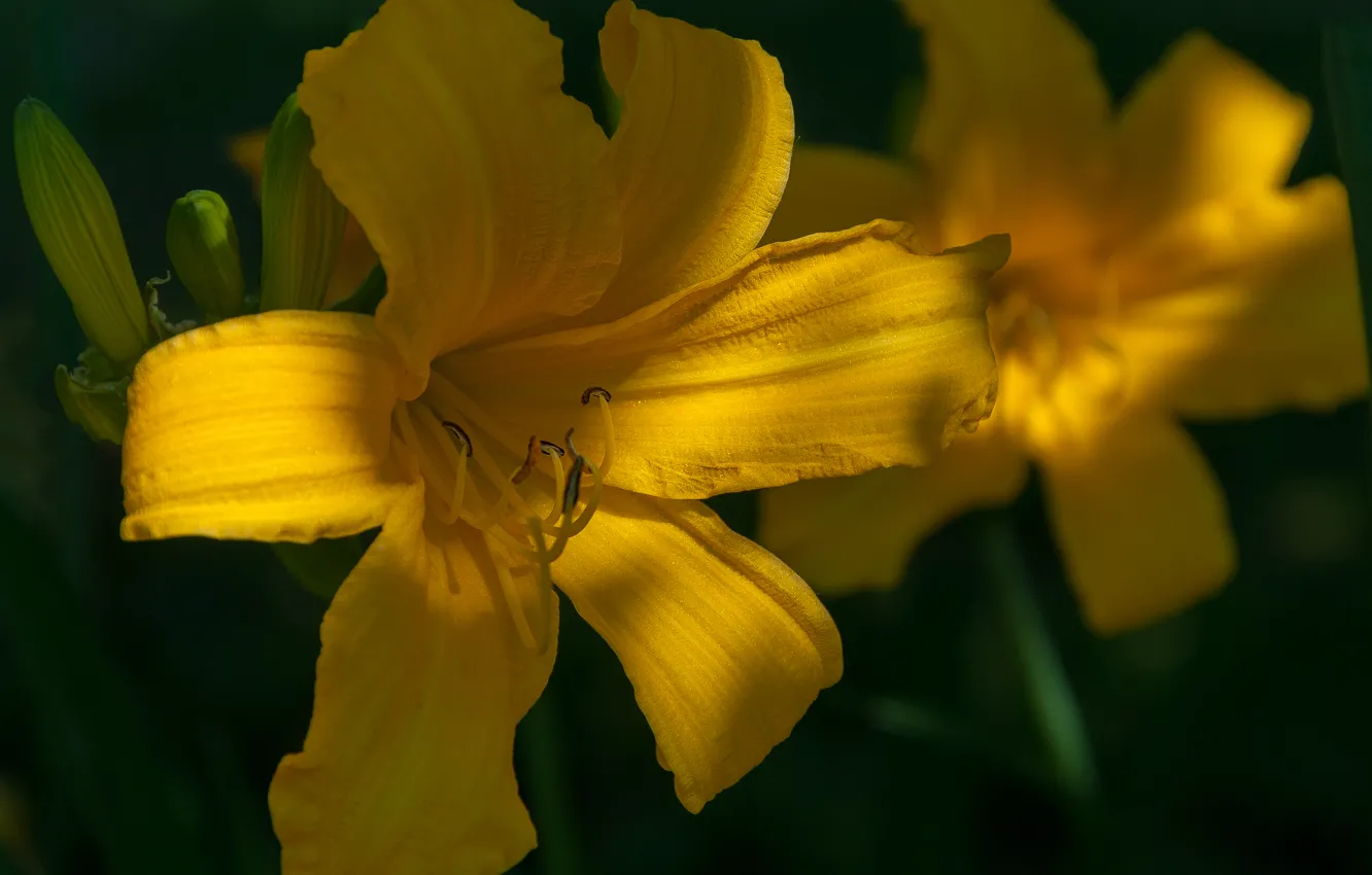 Photo wallpaper summer, flowers, morning, daylilies