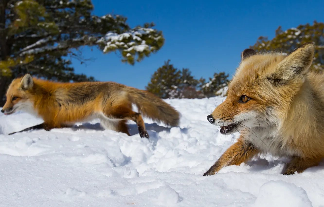 Photo wallpaper winter, face, snow, trees, nature, blue, race, running