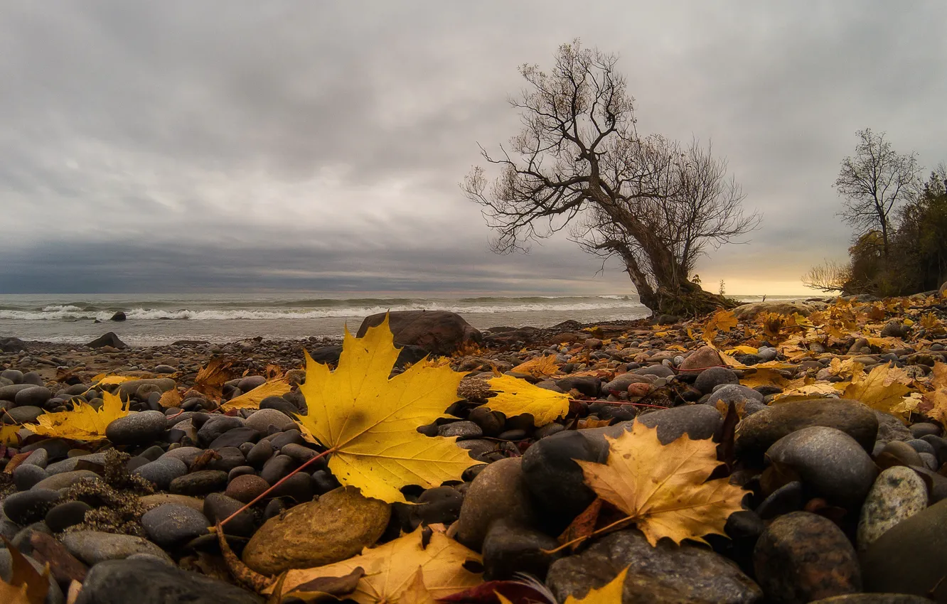 Photo wallpaper sea, leaves, shore