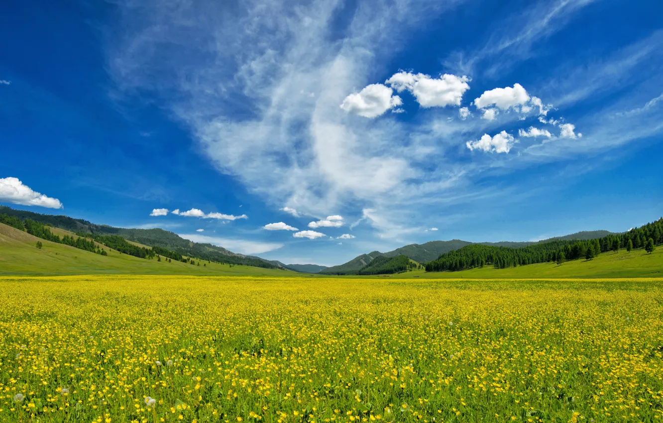 Photo wallpaper field, forest, summer, the sky, clouds, flowers, mountains, yellow