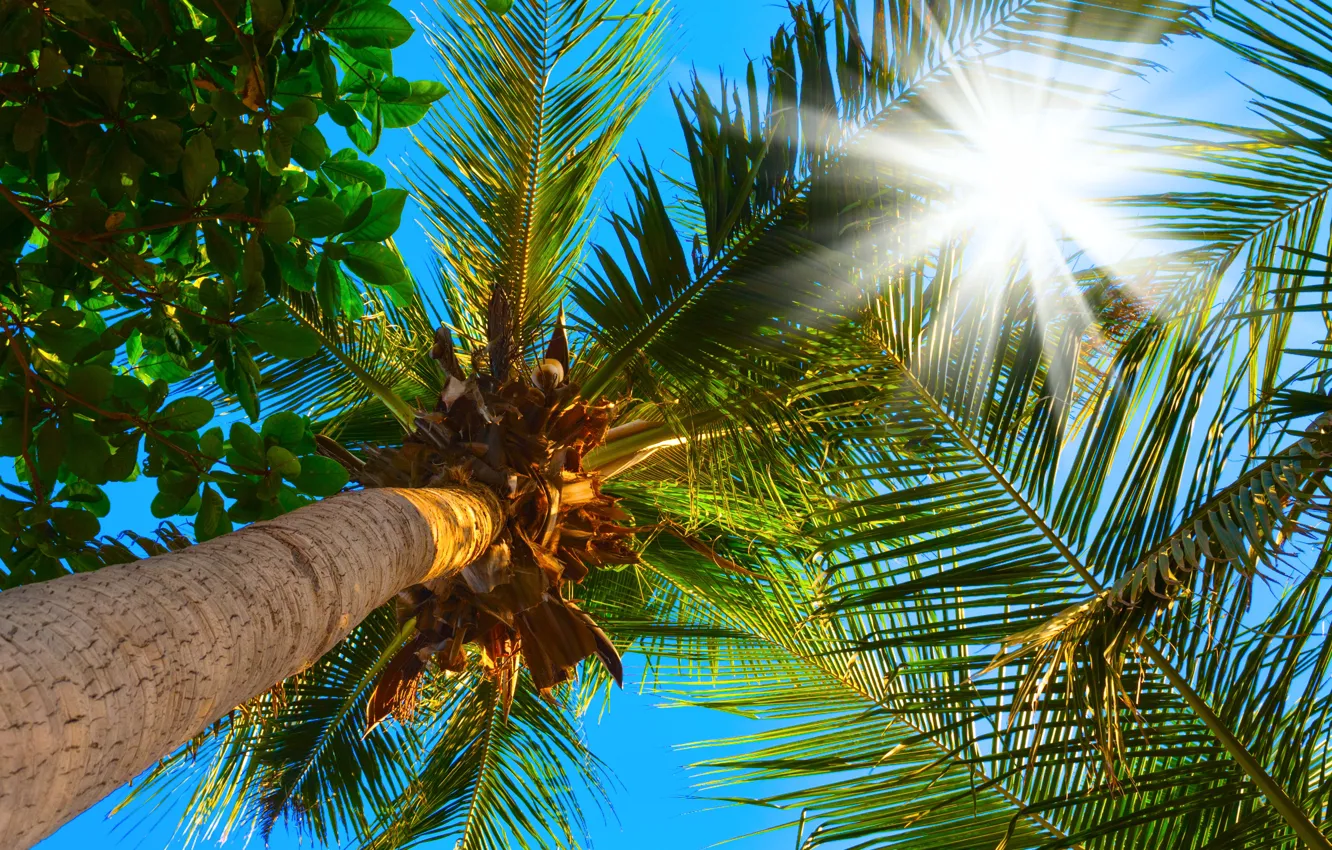 Photo wallpaper the sky, leaves, the sun, branches, palm trees, the top