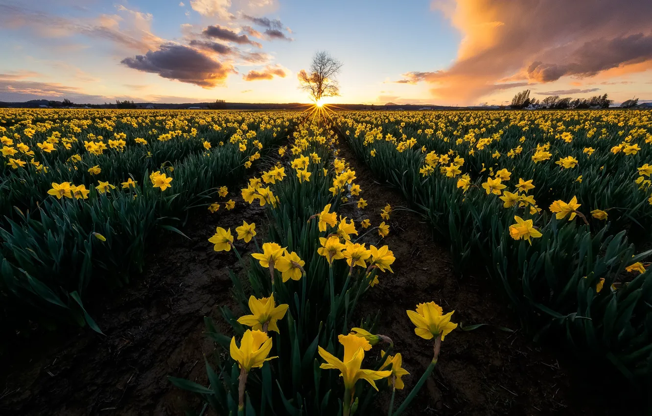 Photo wallpaper field, sunset, flowers, tree, yellow, daffodils, Washington, Washington State