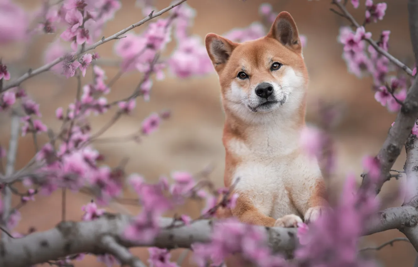 Photo wallpaper look, trees, flowers, branches, cherry, portrait, dog, blur
