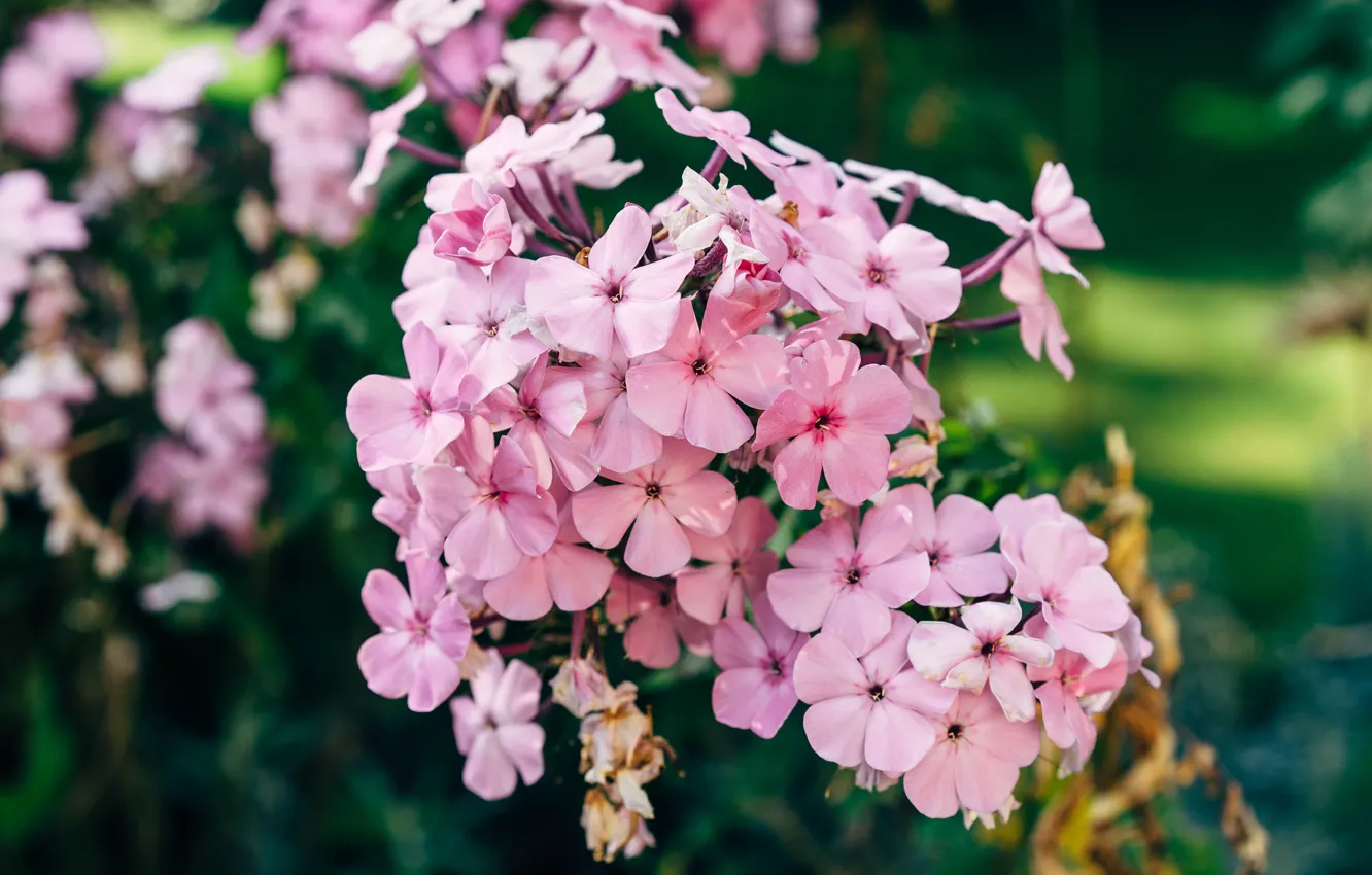 Photo wallpaper flowers, garden, pink, bokeh, Phlox