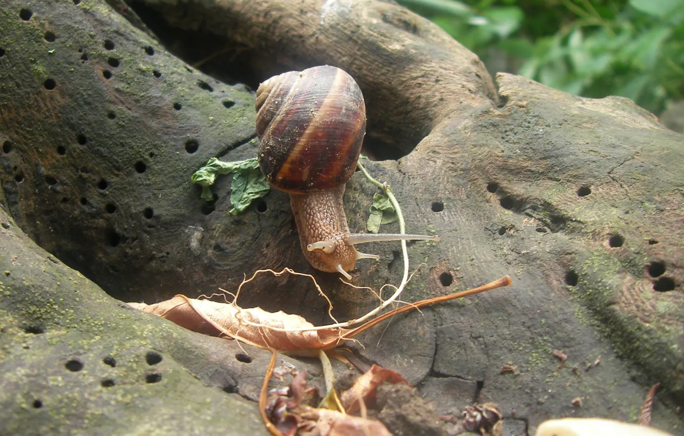 Photo wallpaper summer, leaves, trees, snail, Akela White