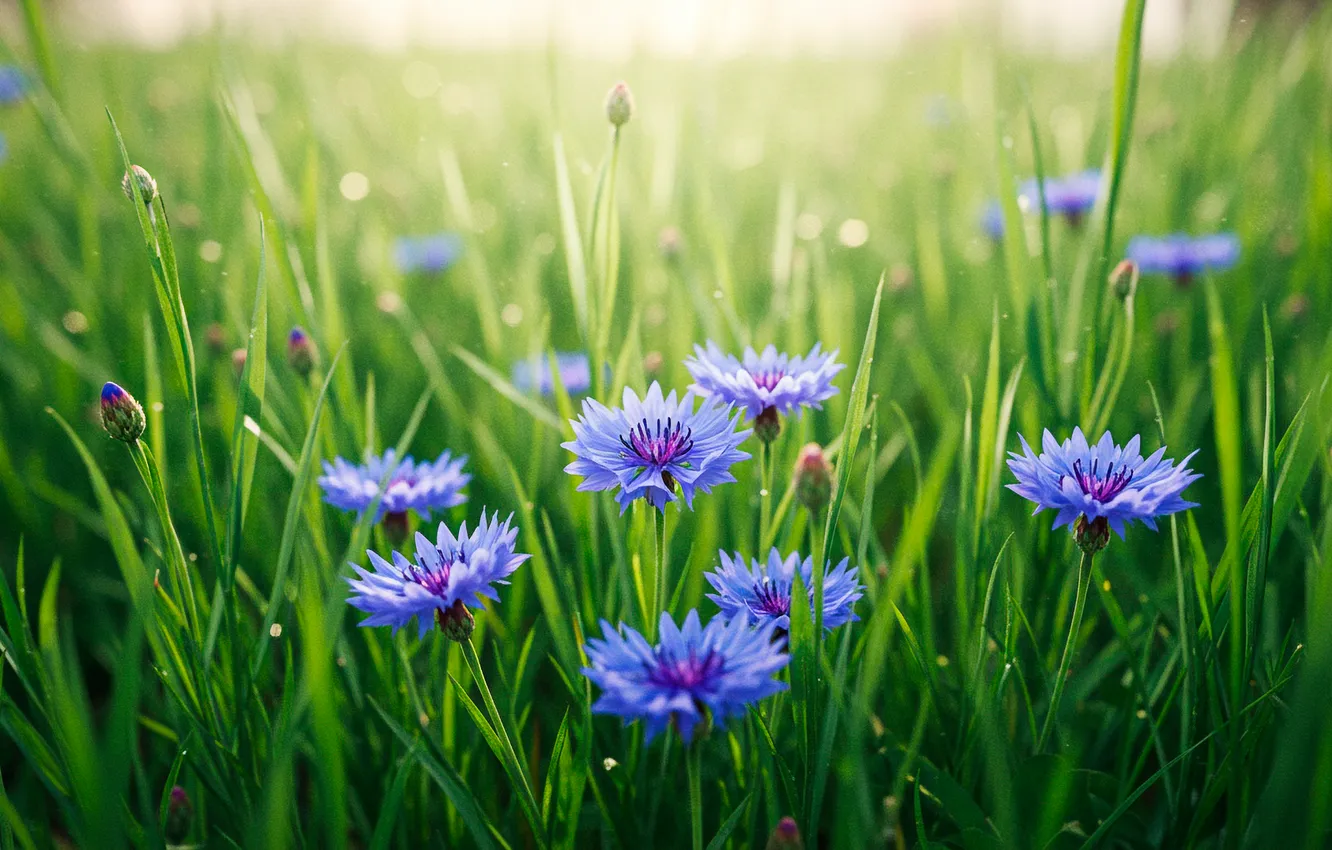 Photo wallpaper field, grass, Wallpaper, wallpaper, grass, field, bokeh, cornflowers