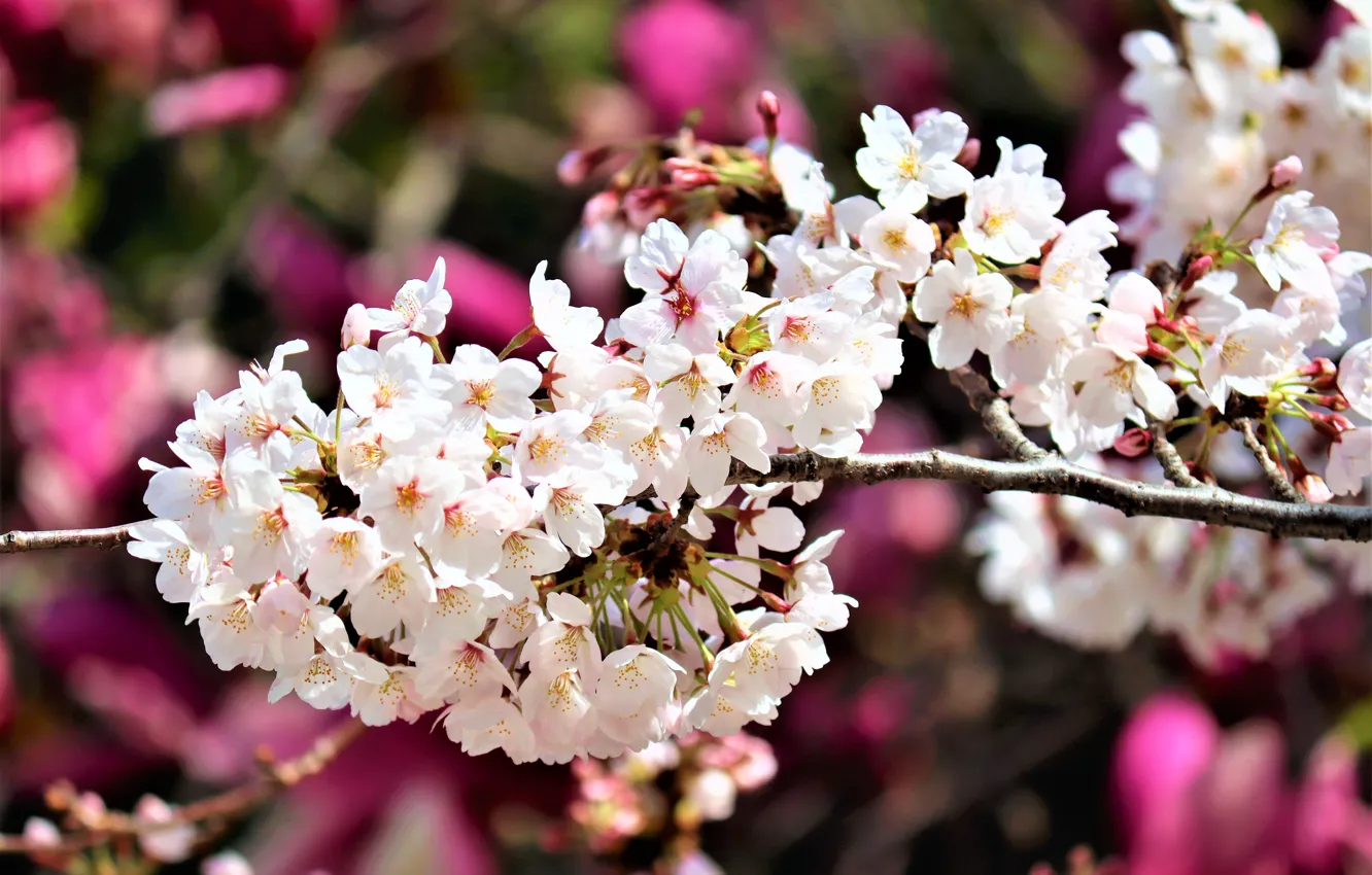 Photo wallpaper spring, Sakura, flowering