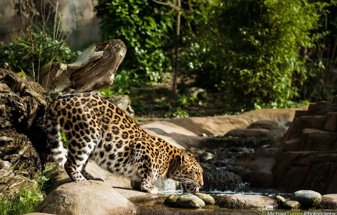 Photo wallpaper stream, thickets, predator, spot, profile, drink, wild cat, the Amur leopard