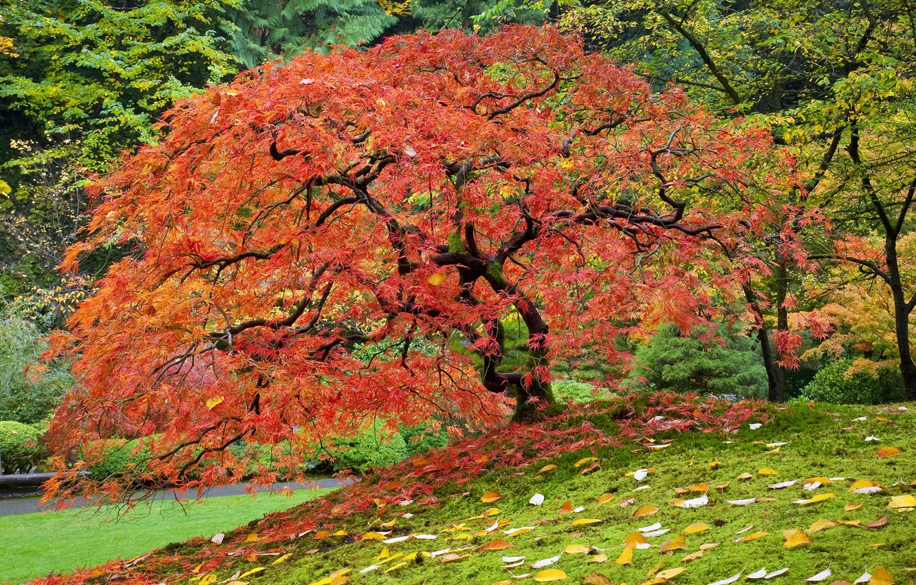 Photo wallpaper autumn, leaves, trees, Nature, maple