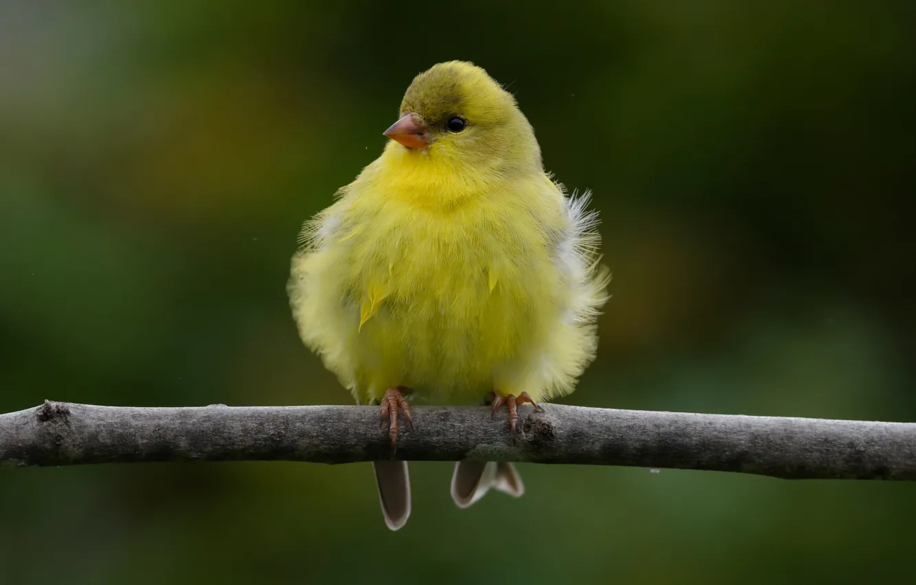 Photo wallpaper bird, focus, branch, yellow, tail, fluffy