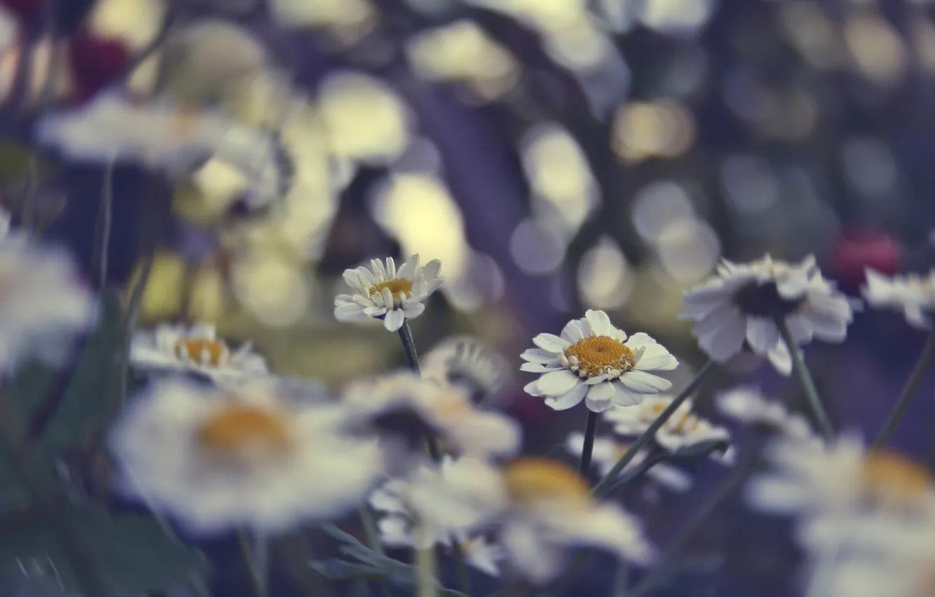 Photo wallpaper summer, colored, chamomile
