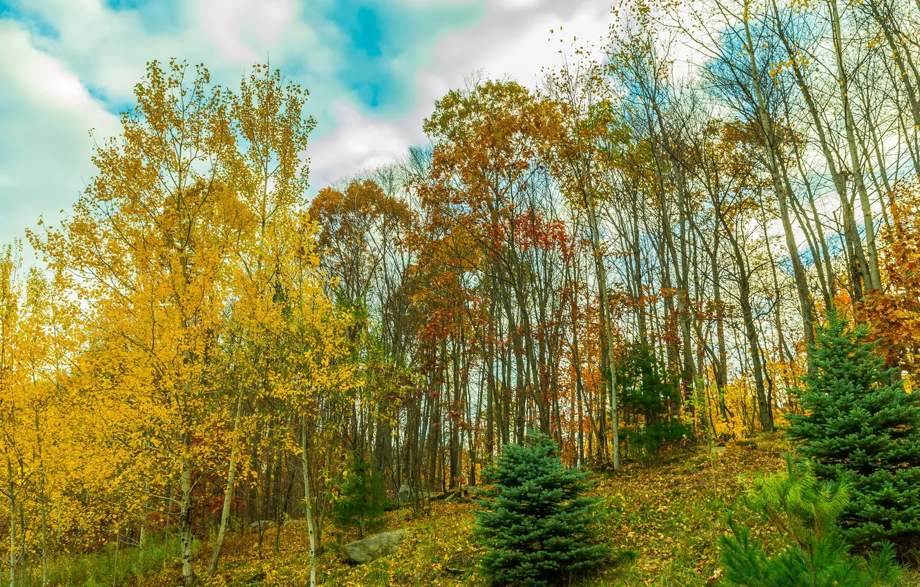 Photo wallpaper autumn, the sky, clouds, trees, stones, slope