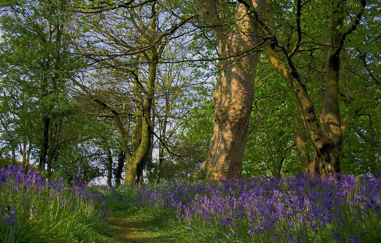 Photo wallpaper forest, flowers, nature, bluebell path at Cardross