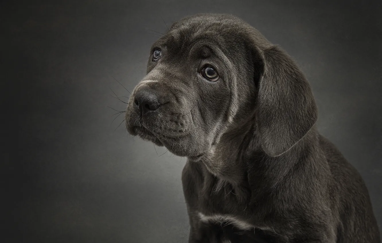 Photo wallpaper portrait, dog, puppy, Cane Corso