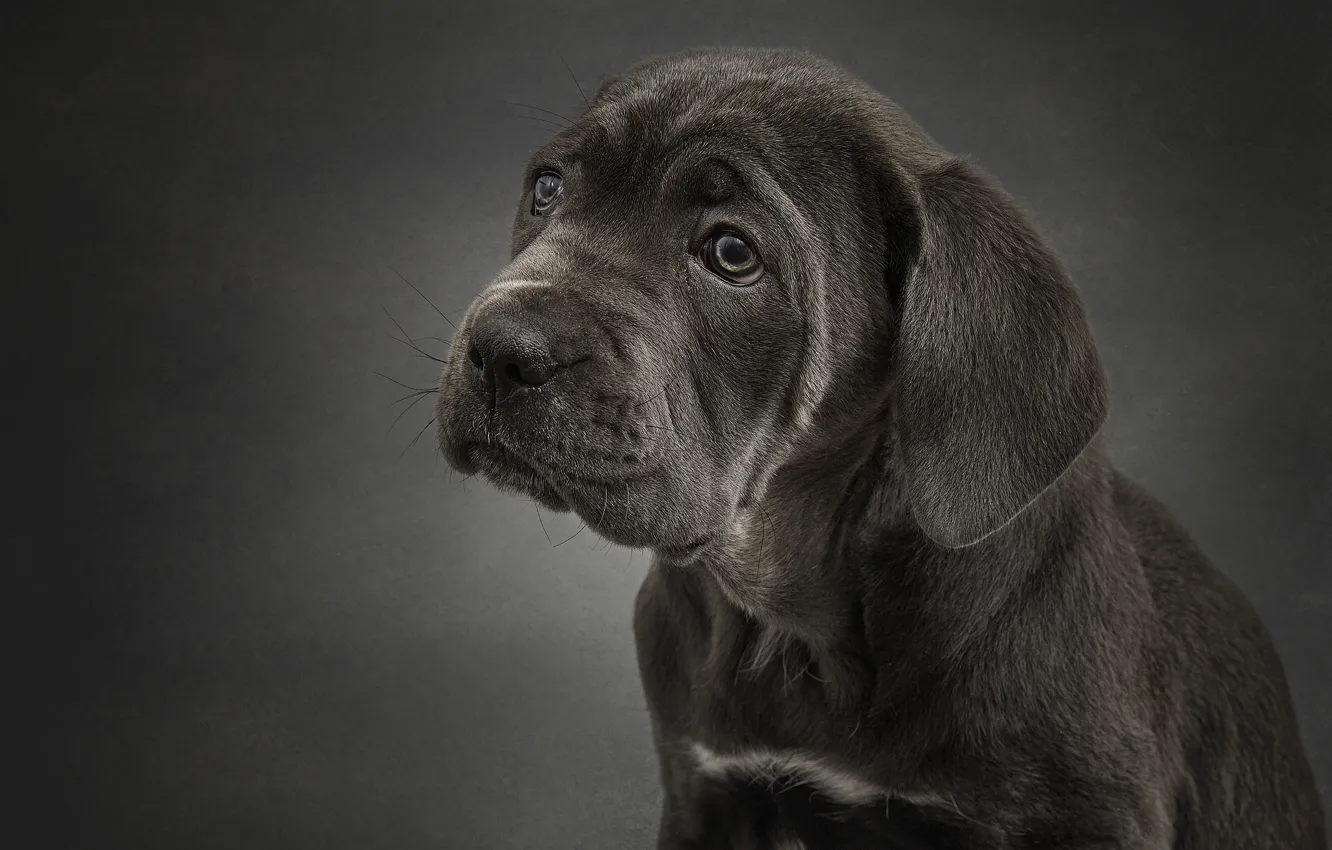 Photo wallpaper portrait, dog, puppy, cane Corso