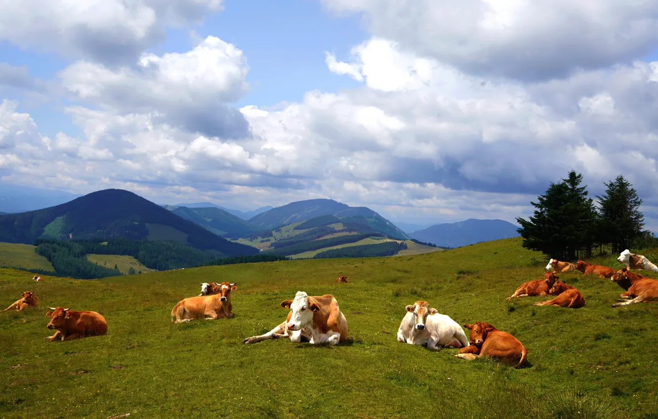 Photo wallpaper nature, cows, the herd