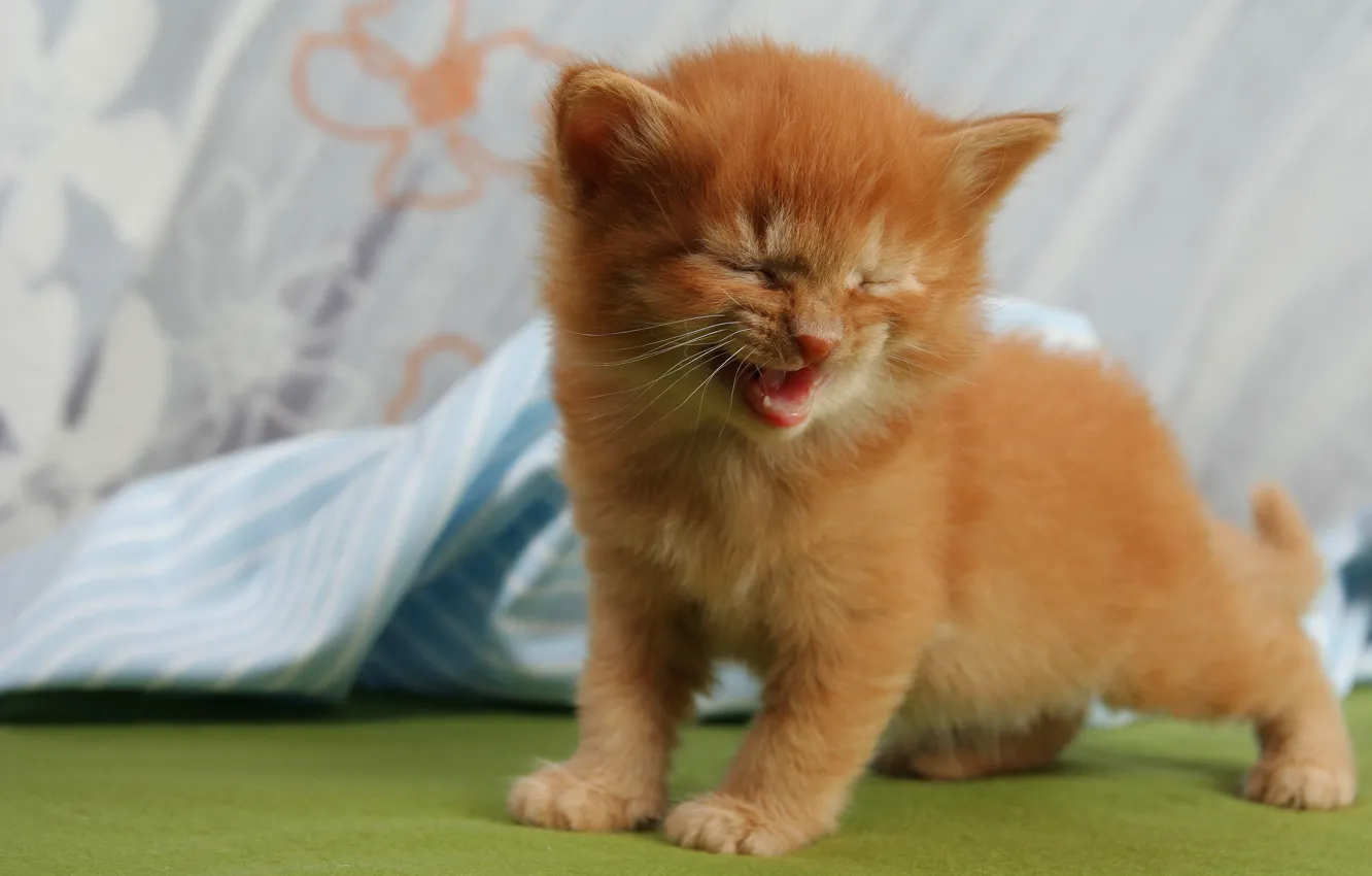 Photo wallpaper cat, background, baby, fabric, red, kitty, face, meows