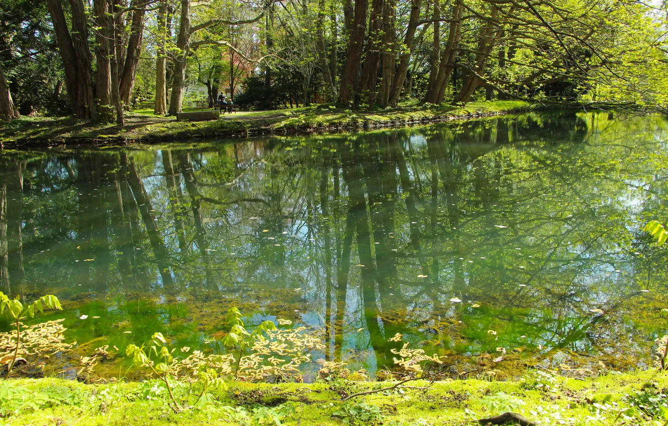 Photo wallpaper trees, water, lake