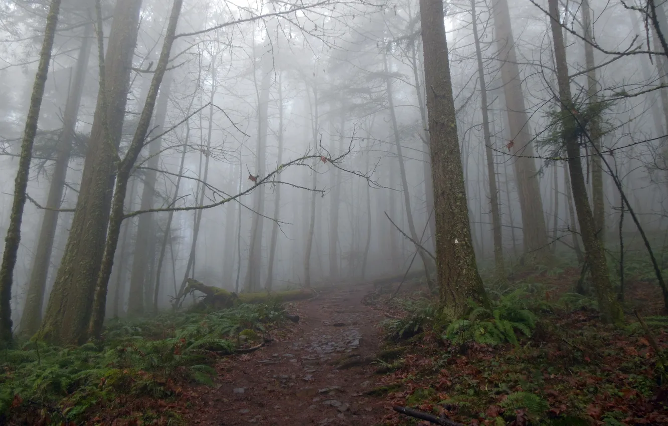 Photo wallpaper forest, trees, nature, fog, Oregon, USA, USA, path