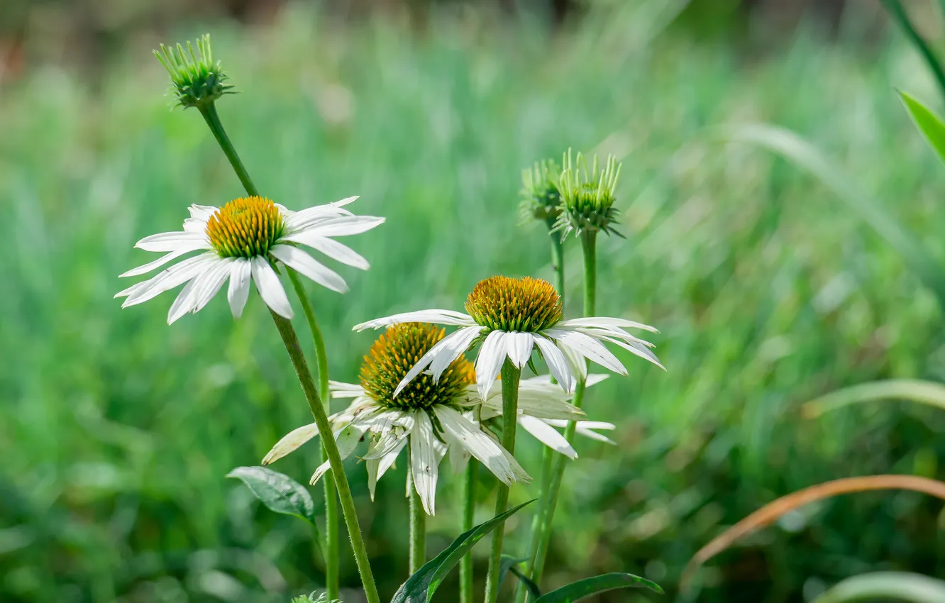 Photo wallpaper summer, flowers, nature, bokeh, white echinocea
