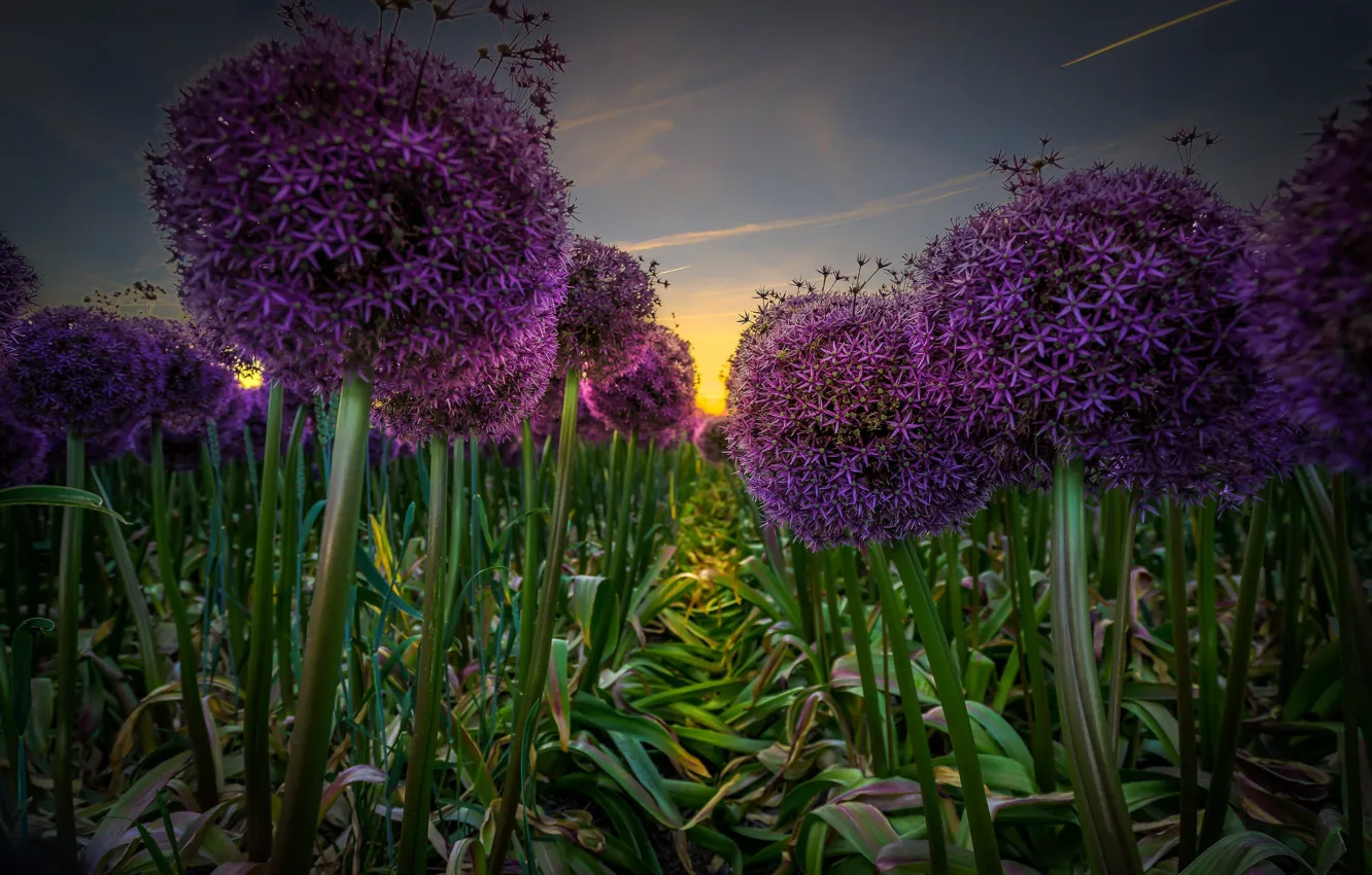 Photo wallpaper bow, field, inflorescence, plant, plantation