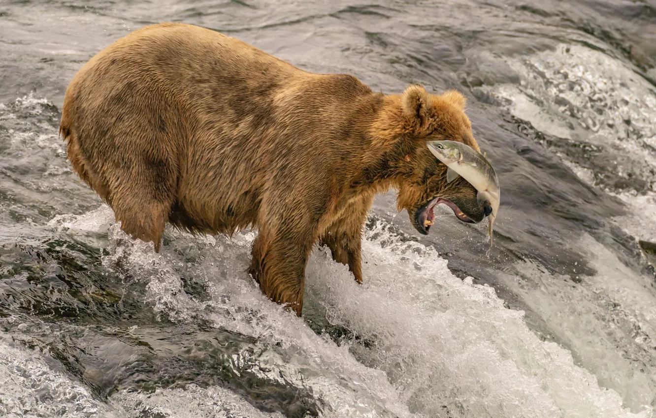Photo wallpaper fish, bear, hunting, salmon