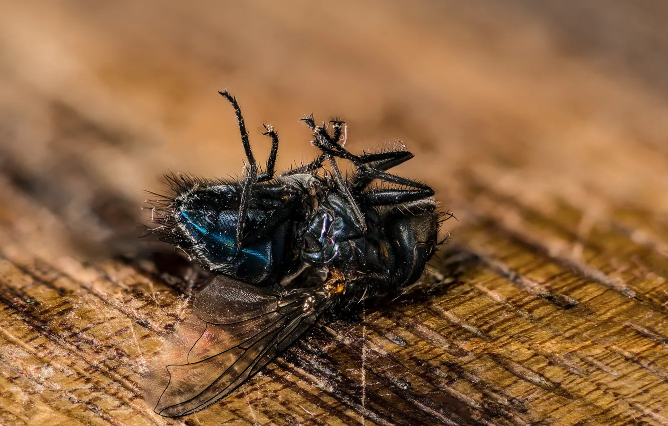 Photo wallpaper macro, fly, background