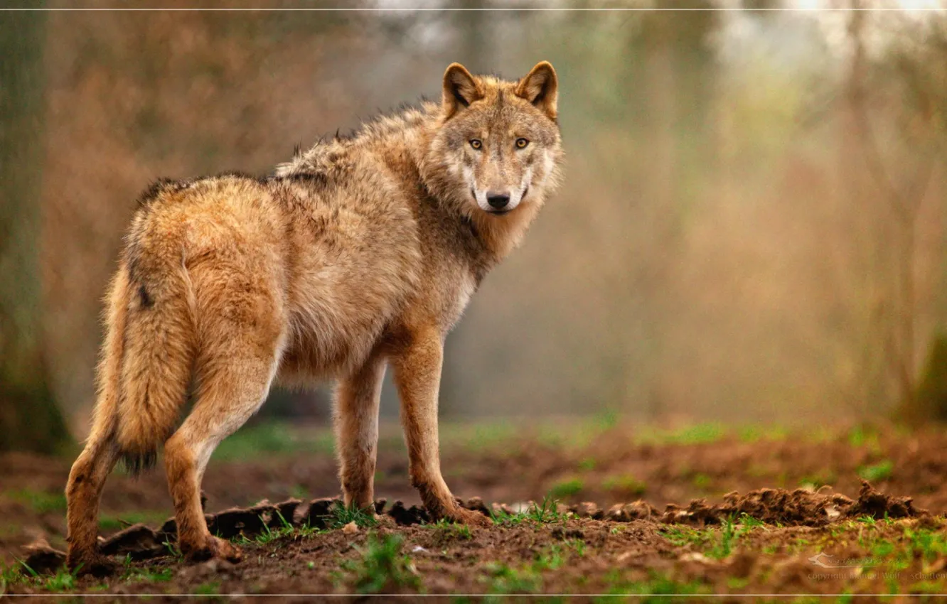 Photo wallpaper Predator, nature, animal, wolf, canis lupus, wildlife, portrait.