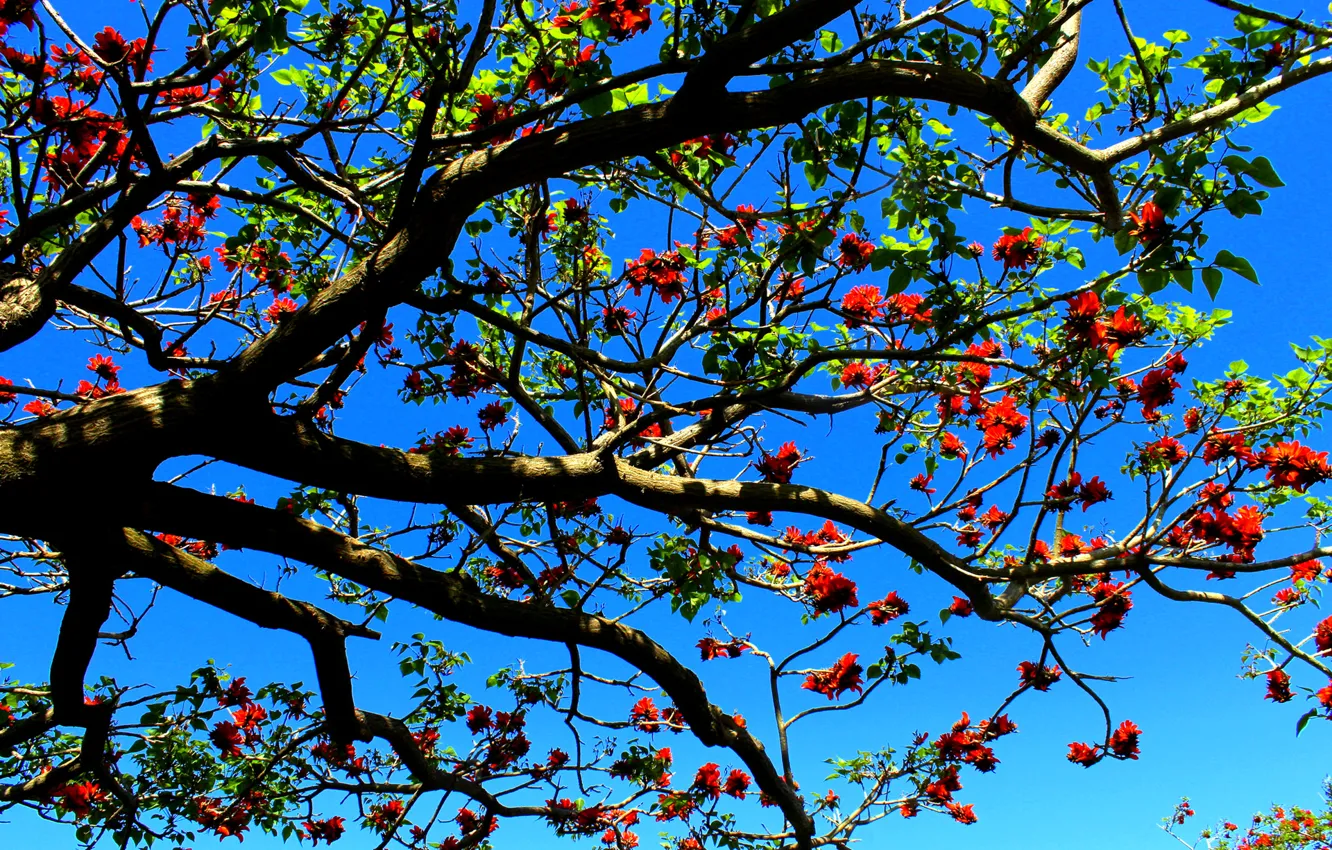 Photo wallpaper the sky, trees, flowers, branches