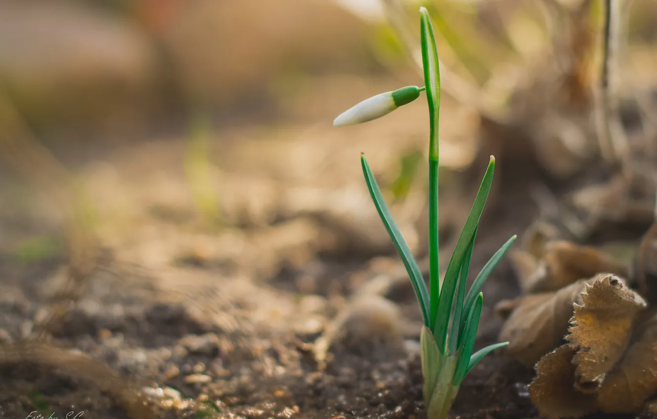Photo wallpaper flowers, spring, snowdrops, buds
