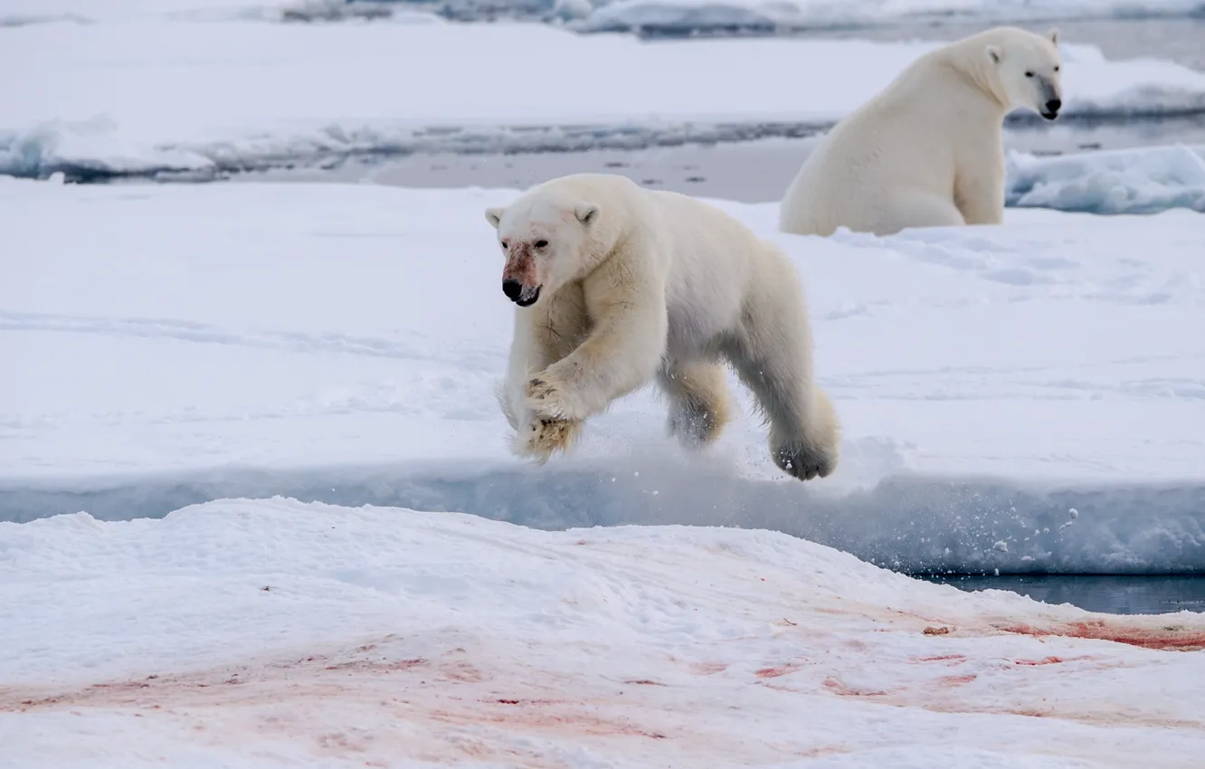 Photo wallpaper blood, ice, polar bear